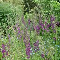 Verbascum phoeniceum 'Violetta'